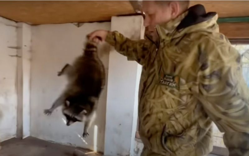 Росіяни крадуть херсонського єнота 